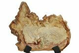 Petrified Wood (Tropical Hardwood) Slab with Stand - Indonesia #266071-1
